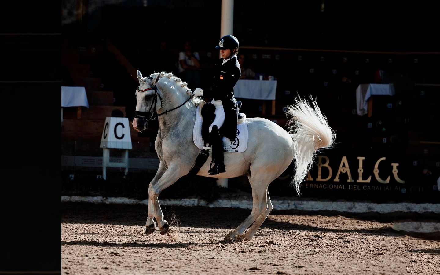 Semental Pura Sangre Lusitano